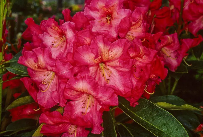 Photo of R. 'KSW', Rhododendron Hybrid