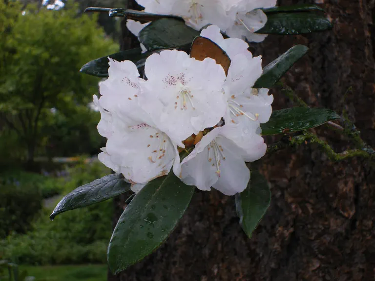 Photo of R. 'Europa Group', Rhododendron Cultivar group