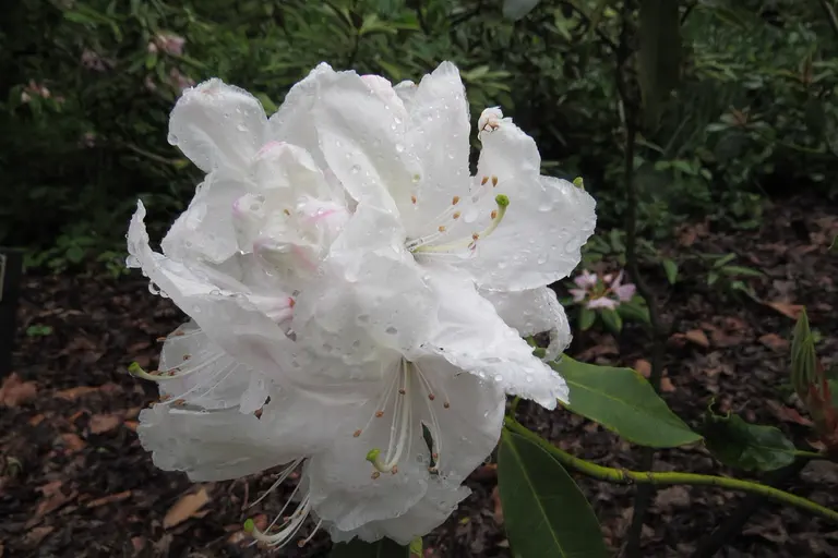 Photo of R. 'Jeanne d'Arc', Rhododendron Hybrid