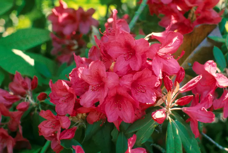 Photo of R. 'Damozel Group', Rhododendron Cultivar group