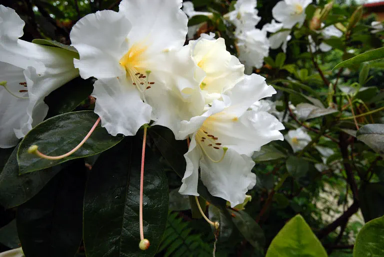 Photo of R. 'Tyermannii', Rhododendron Hybrid