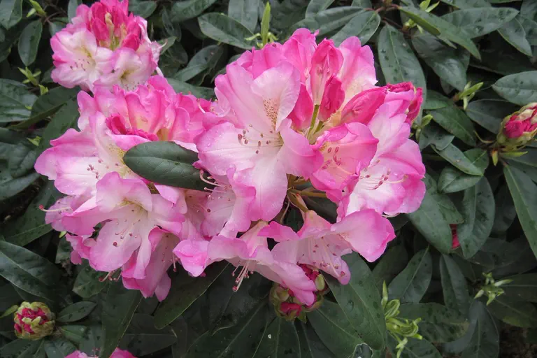 Photo of R. 'Ulrike Jost', Rhododendron Hybrid