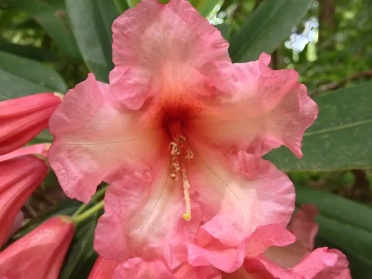 Photo of R. 'Jean Rhodes', Rhododendron Hybrid