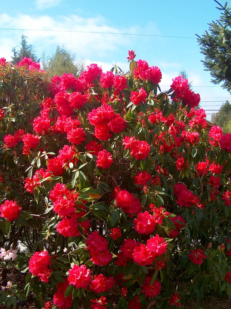 Photo of R. 'Unknown Warrior', Rhododendron Hybrid