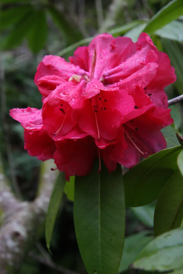 Photo of R. 'Harry Carter', Rhododendron Hybrid