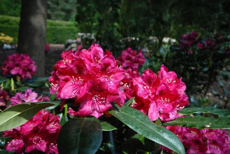 Photo of R. 'ABBA', Rhododendron Hybrid