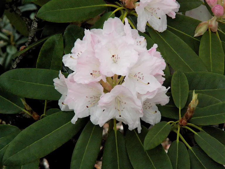 Photo of R. 'Dolly Madison', Rhododendron Hybrid