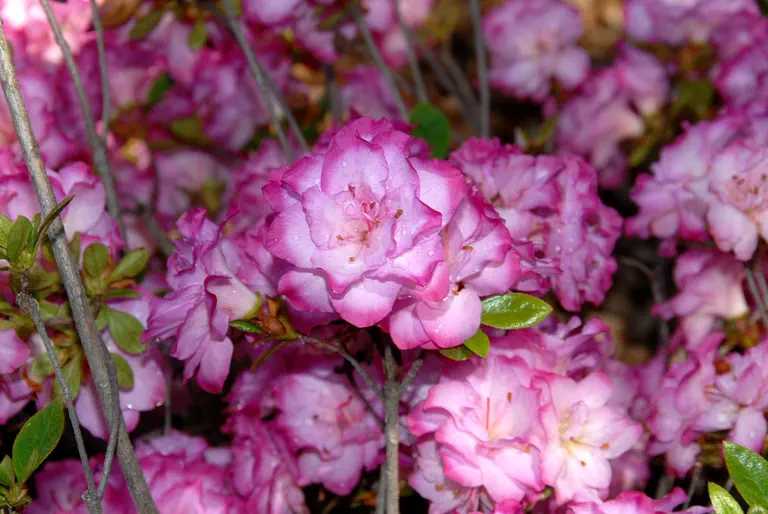 Photo of R. 'Fancy Pants', Rhododendron Hybrid