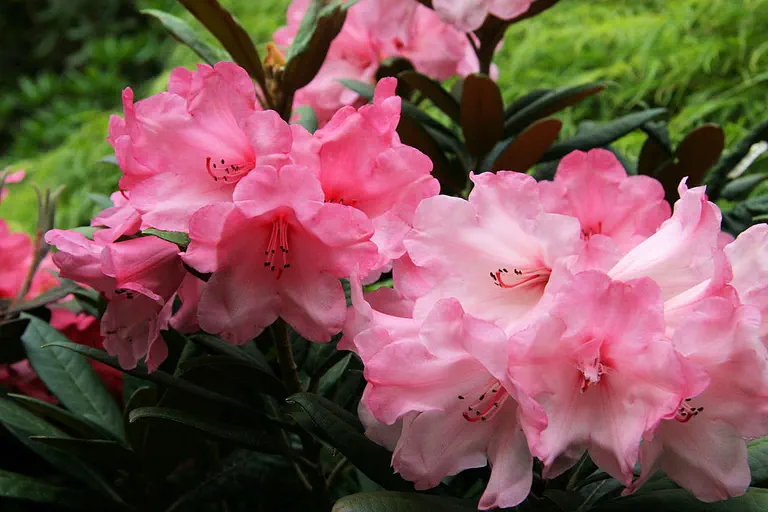 Photo of R. 'Nantucket', Rhododendron Hybrid