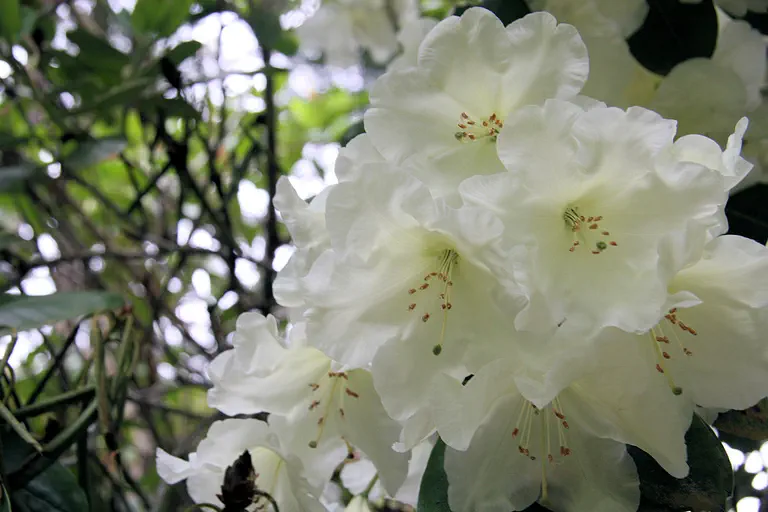 Photo of R. 'George Watling', Rhododendron Hybrid