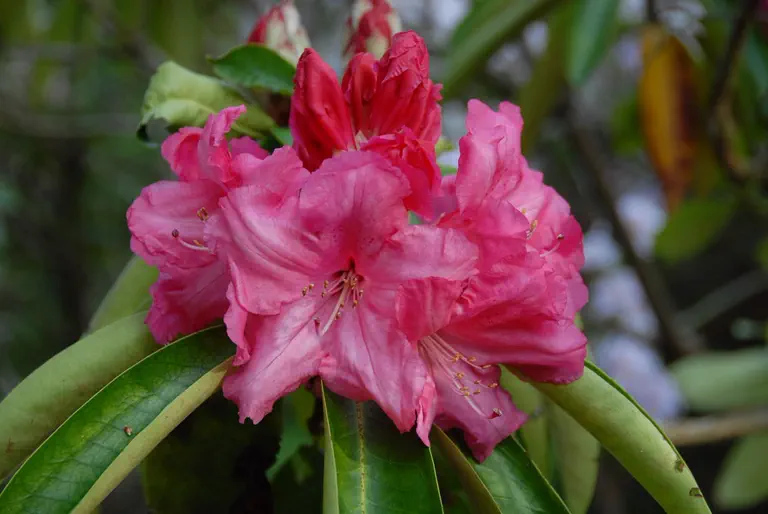 Photo of R. 'Cotton Candy's Sister', Rhododendron Hybrid