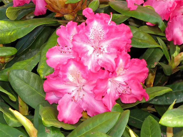 Photo of R. 'Berlinale', Rhododendron Hybrid