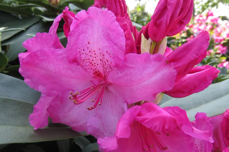 Photo of R. 'Walküre', Rhododendron Hybrid