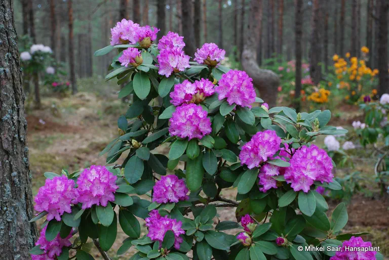 Photo of R. 'Hermann Nitzschner', Rhododendron Hybrid