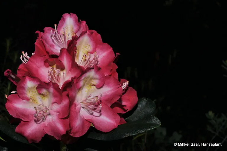 Photo of R. 'Marabu', Rhododendron Hybrid