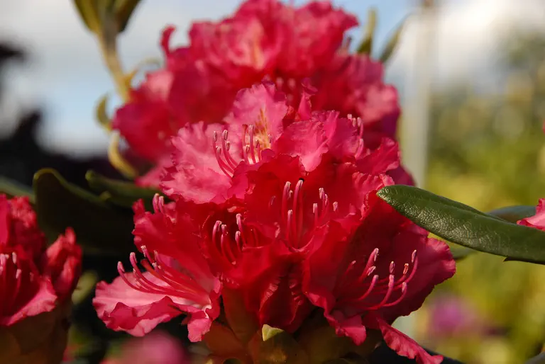 Photo of R. 'Hachmann's Rosabella', Rhododendron Hybrid