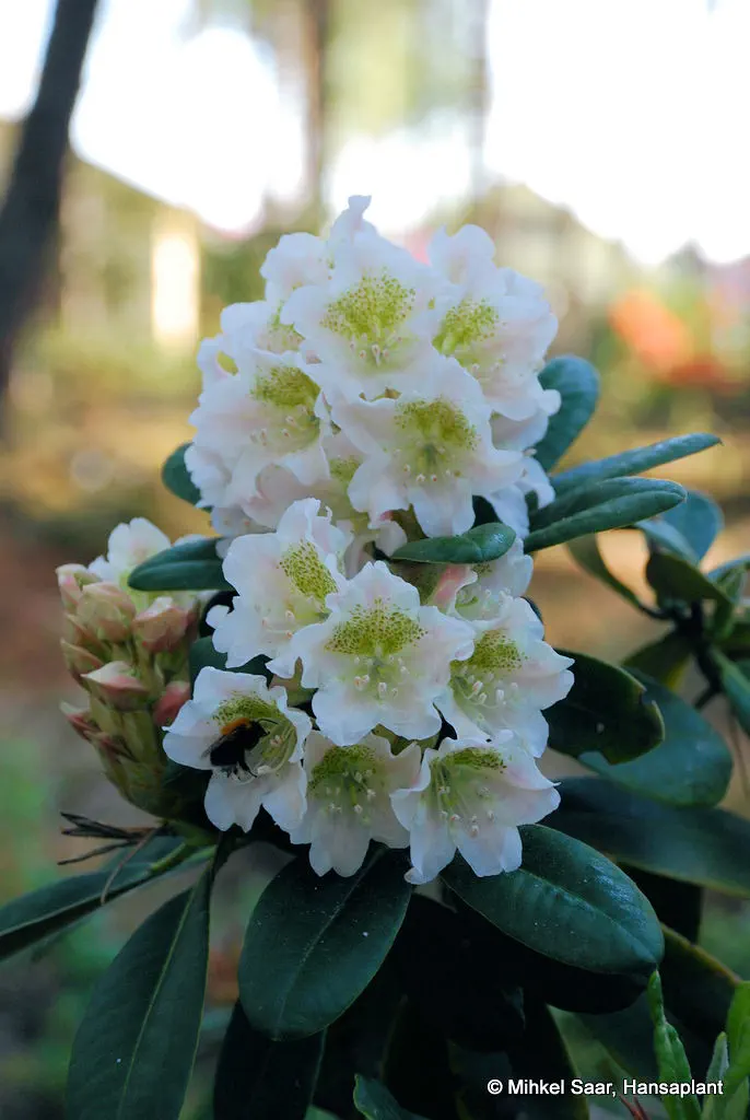 Photo of R. brachycarpum ssp brachycarpum 'Montanum', Rhododendron Species Selection
