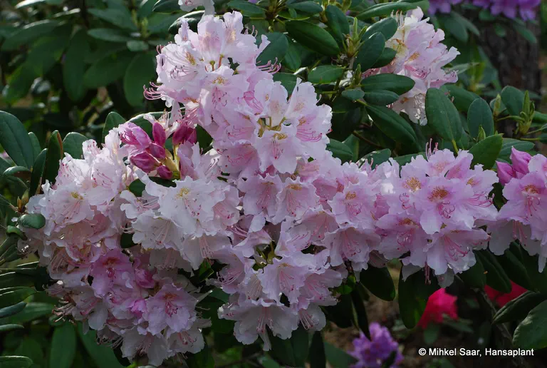 Photo of R. 'Emil', Rhododendron Hybrid