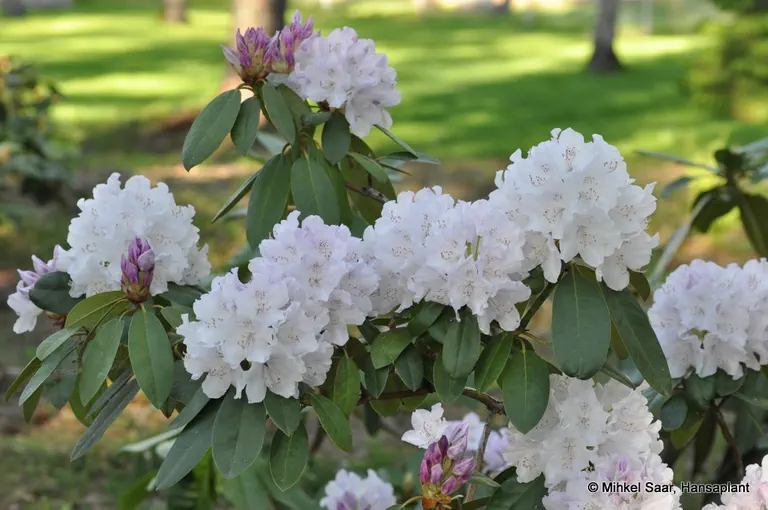 Photo of R. 'Jewess', Rhododendron Hybrid