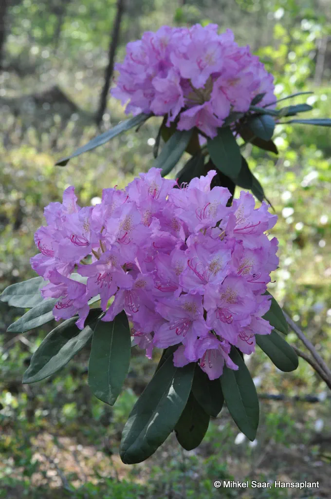 Photo of R. 'Lunik', Rhododendron Hybrid
