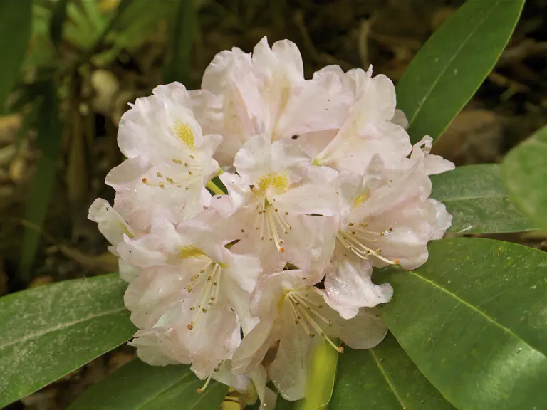 Photo of R. 'Judy Spillane', Rhododendron Hybrid