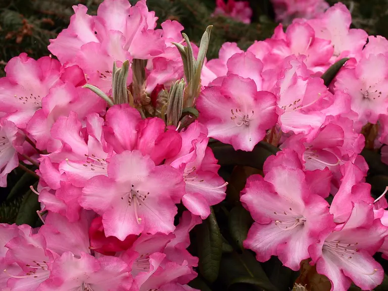 Photo of R. 'Emmanuela', Rhododendron Hybrid