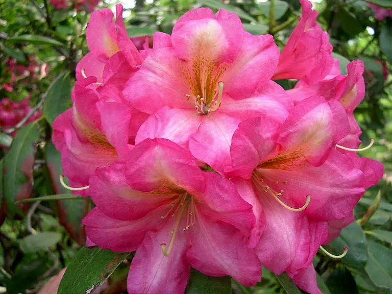 Photo of R. 'Enigma', Rhododendron Hybrid