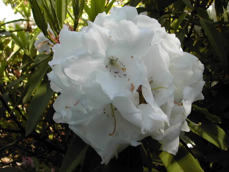 Photo of R. 'Ermine', Rhododendron Hybrid