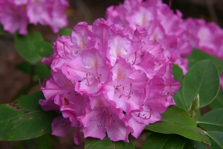 Photo of R. 'Dexter's Orchid', Rhododendron Hybrid