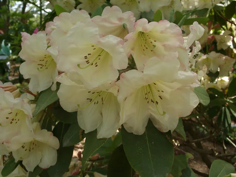 Photo of R. 'Dexter's Vanilla', Rhododendron Hybrid