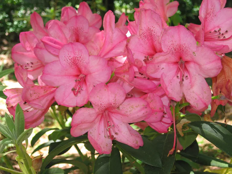Photo of R. 'Van', Rhododendron Hybrid