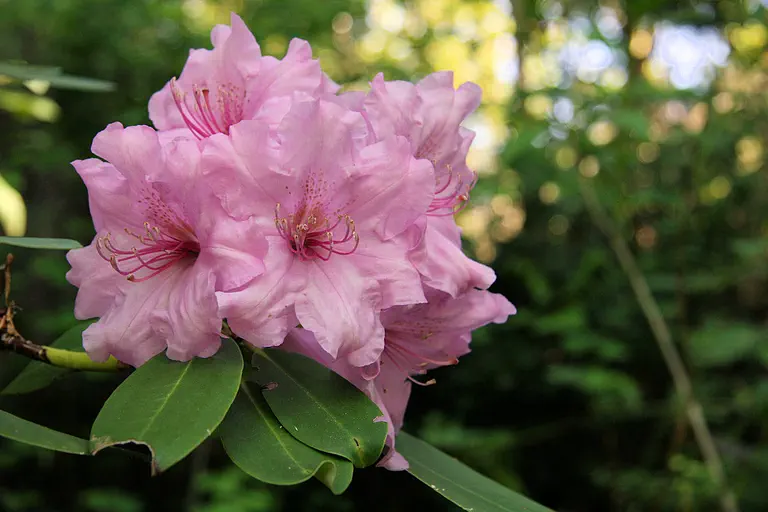 Photo of R. 'Wally Zeglat', Rhododendron Hybrid