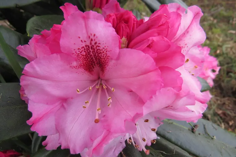 Photo of R. 'Ballkönigin', Rhododendron Hybrid