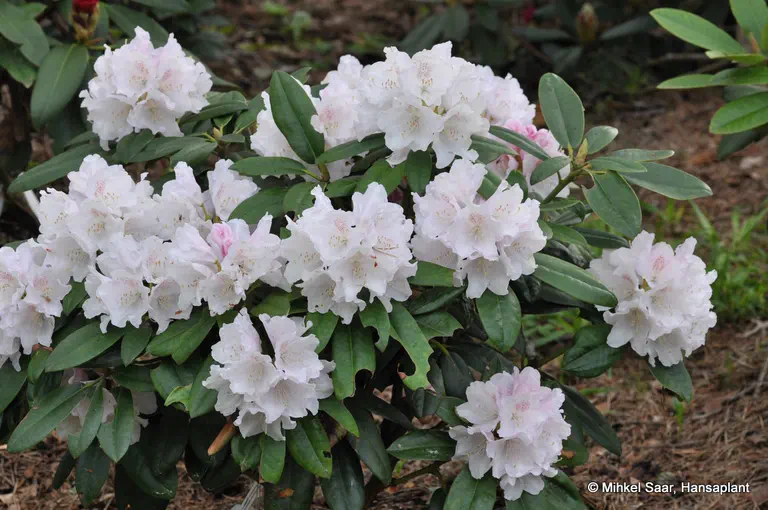 Photo of R. 'Almut', Rhododendron Hybrid