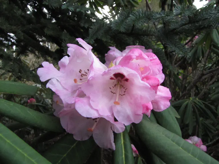 Photo of R. 'calophytum x rothschildii', Rhododendron Hybrid