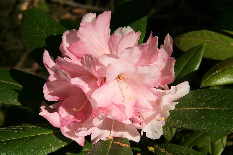 Photo of R. 'Jiminy Cricket x yakushimanum', Rhododendron Hybrid