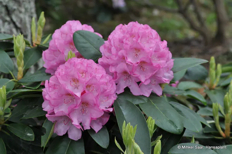 Photo of R. 'Schloss Höllinghofen', Rhododendron Hybrid