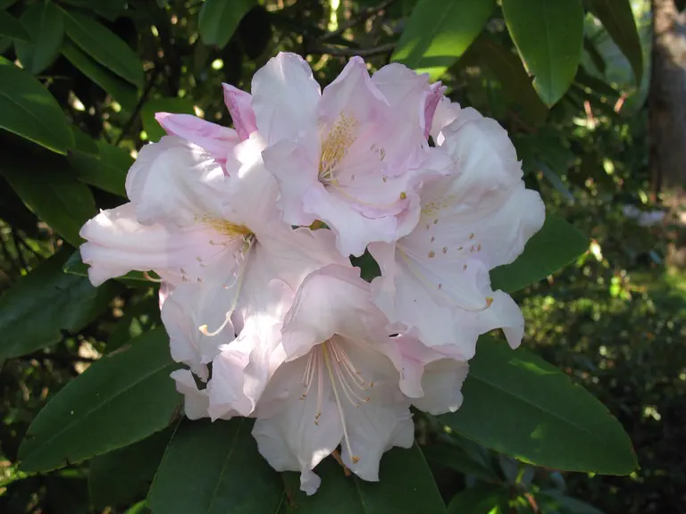 Photo of R. 'Van Nes Sensation', Rhododendron Hybrid