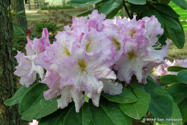 Photo of R. 'Motýl', Rhododendron Hybrid