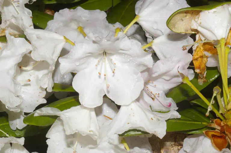 Photo of R. 'Today and Tomorrow', Rhododendron Hybrid