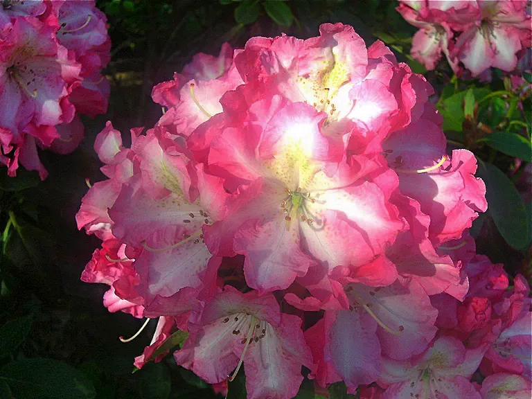 Photo of R. 'Todmorden', Rhododendron Hybrid