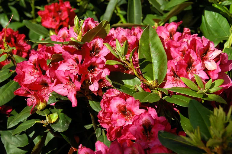 Photo of R. 'Mendosina', Rhododendron Hybrid