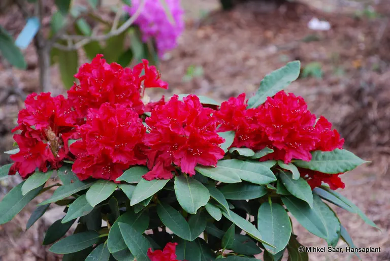 Photo of R. 'Red Impulse', Rhododendron Hybrid