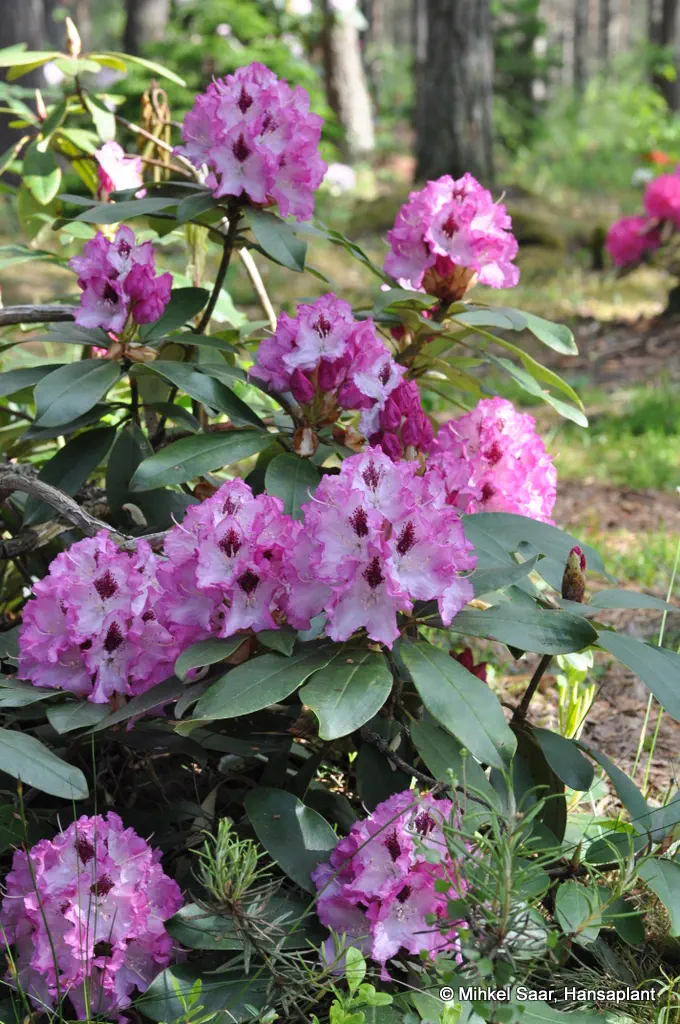 Photo of R. 'Marina Domschke', Rhododendron Hybrid