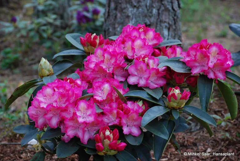 Photo of R. 'Sternzauber', Rhododendron Hybrid