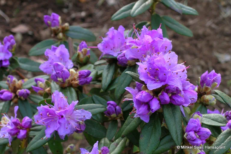 Photo of R. 'Blumira', Rhododendron Hybrid