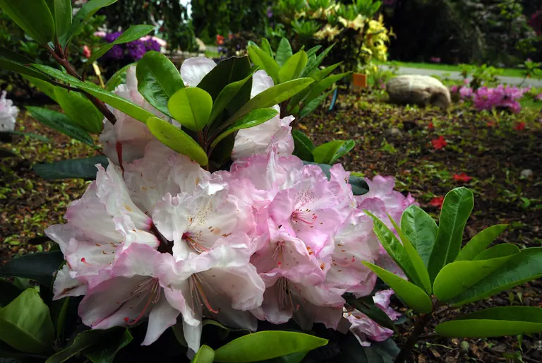 Photo of R. 'Resonanz', Rhododendron Hybrid