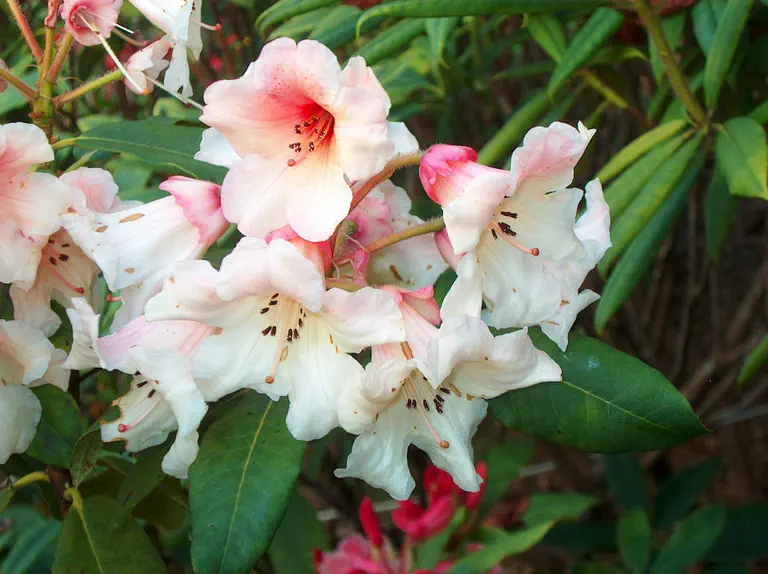 Photo of R. 'Alissa Charlene', Rhododendron Hybrid