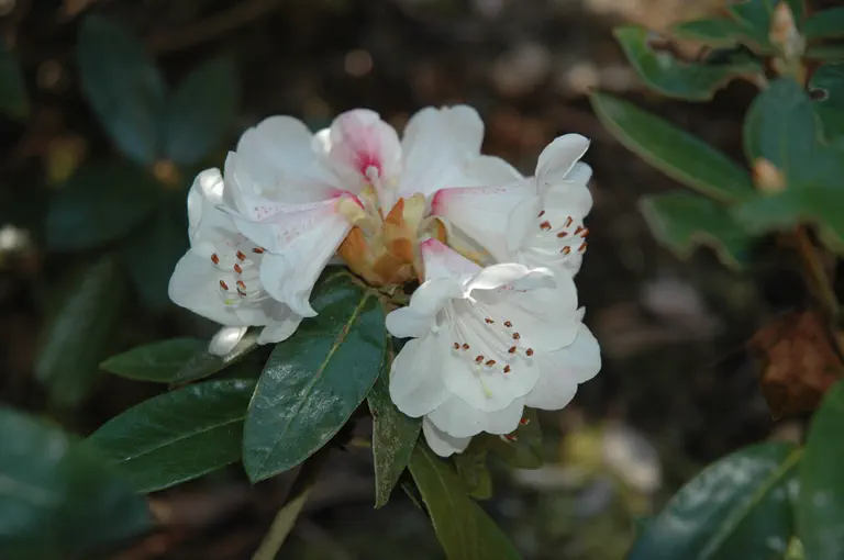 Photo of R. 'tsariense x lanatum', Rhododendron Hybrid