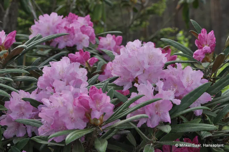 Photo of R. makinoi 'Silber', Rhododendron Species Selection